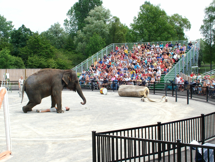 African Lion Safari - Bleacher Guys